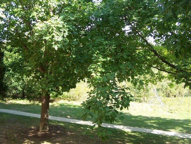 Foto del edificio - 4302 W Shamrock Ln