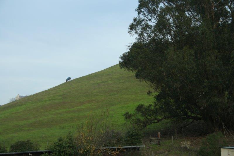 Primary Photo - Country Property~West Petaluma~Keep horses...