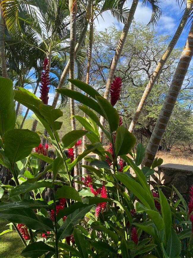 Building Photo - Tropical oasis