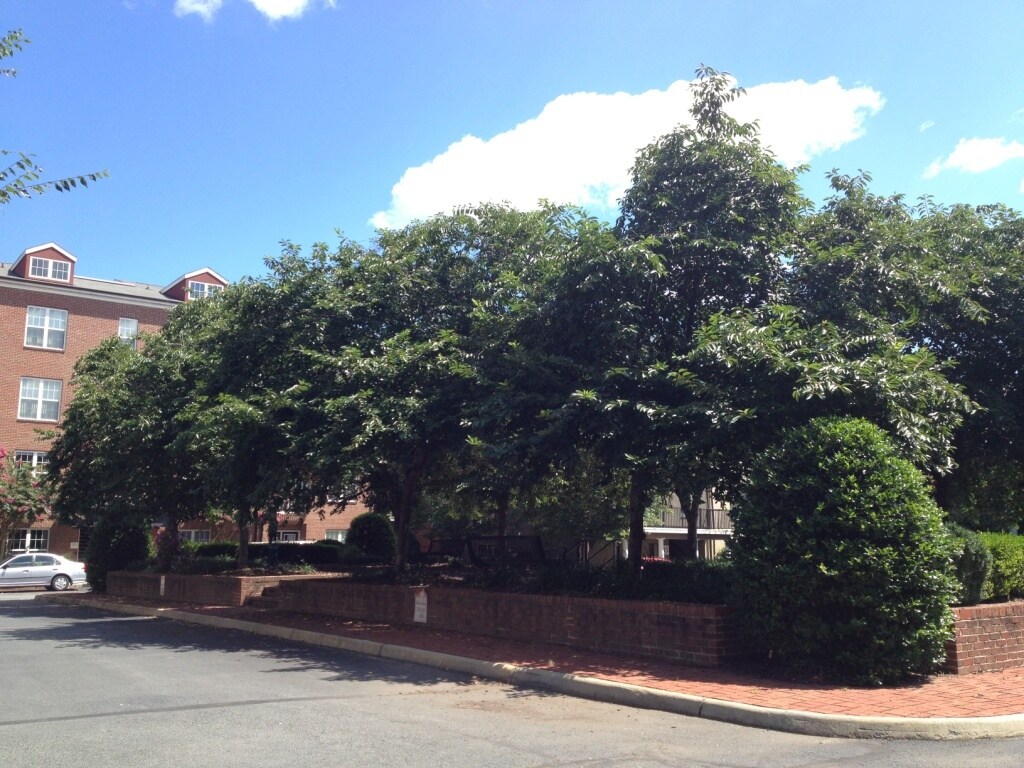 Foto principal - 725-72D Walker Square