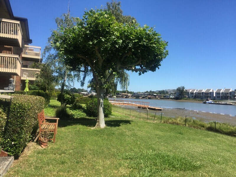 1123 S Eliseo Dr, Larkspur, CA 94904 House Rental in Larkspur, CA