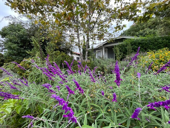 Front yard from sidewalk - 3865 Brunswick Ave