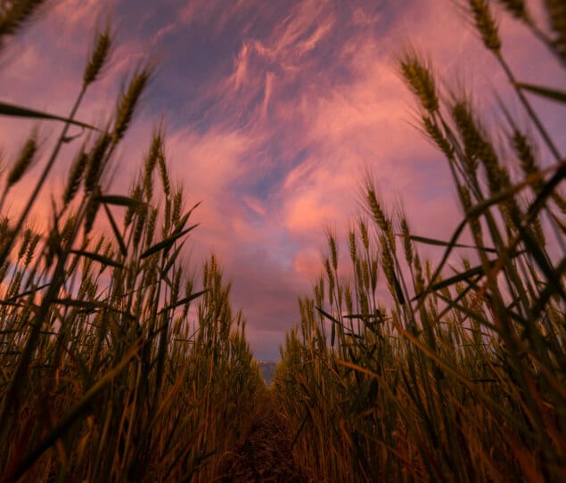 A wheat field at sunset