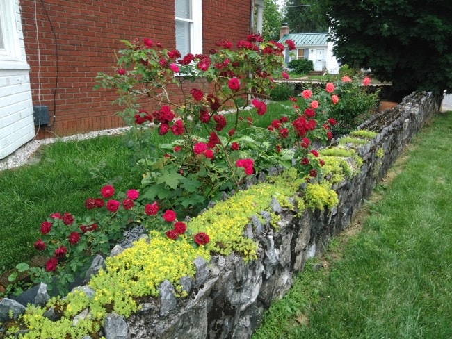 side view yard/garden - 900 Virginia Ave