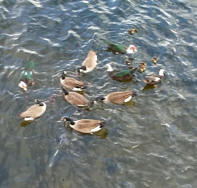Geese and Ducks with Babies Waiting to Be Fed - 7845 La Sierra Ct
