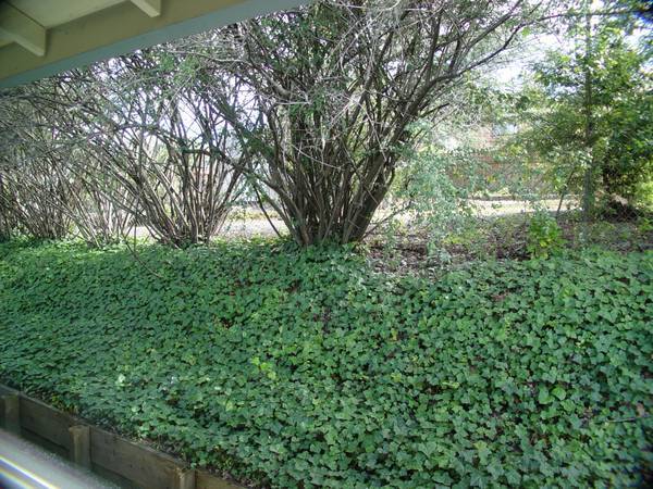 Ivy bank at rear of unit. - 1502 Neotomas Ave