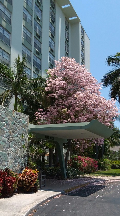 Building Photo - Lake Worth Towers