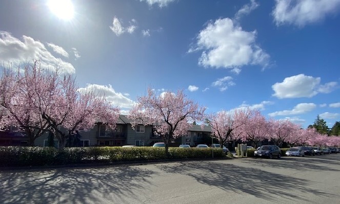 Foto principal - Cedar Royal Apartments