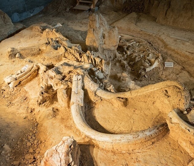 A mammoth fossil at the Waco Mammoth National Monument