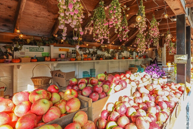 Pick from a variety of fresh fruit at Springdell Farm in Littleton.