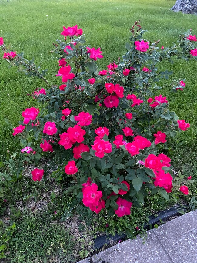 Rose bushes line the front sidewalk - 10316 E Bannister Rd