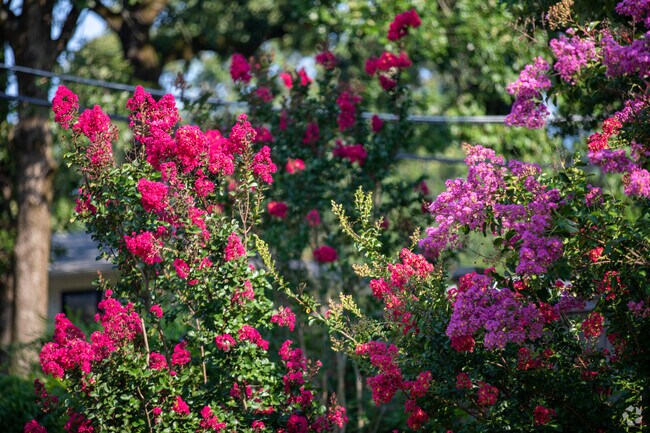 The Sherwood neighborhood has pops of Crepe Myrtles in every direction.