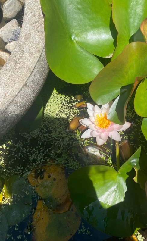 Photo - 7766 SW Bayberry Dr (Aloha, OR)