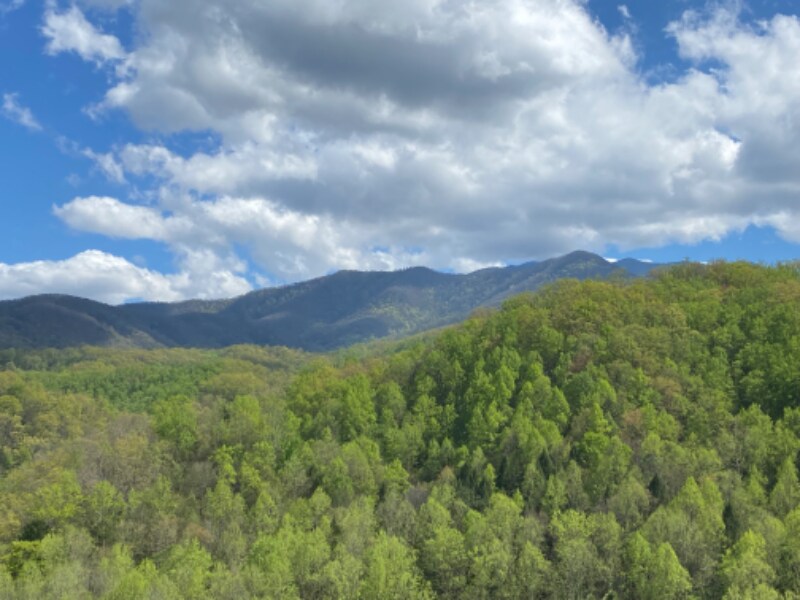 1824 Oriole Rd Unit 209, Gatlinburg, TN 37738 Condo for Rent in Gatlinburg, TN