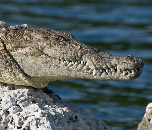 Picture of Gainesville