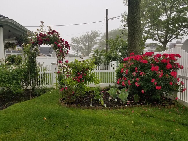 Side Yard - 207 Jefferson Ave