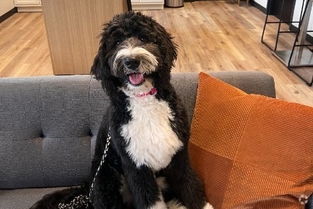 We are Pet Friendly! - Victory On Leonard