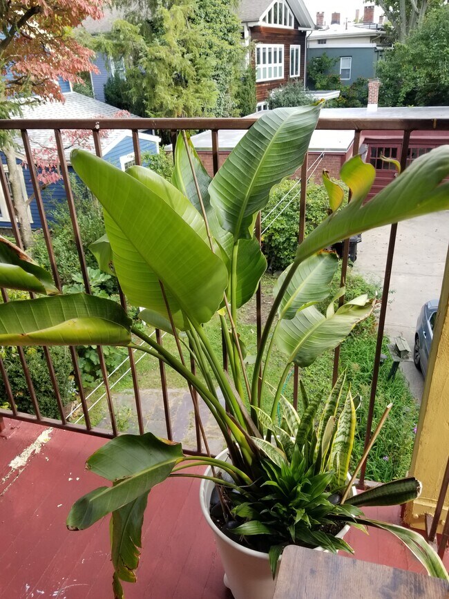 Rear balcony - 483 Orange St