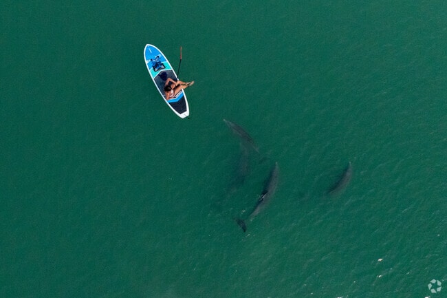 Wild dolphins can be found often in the calm waters near The Moorings in Naples.