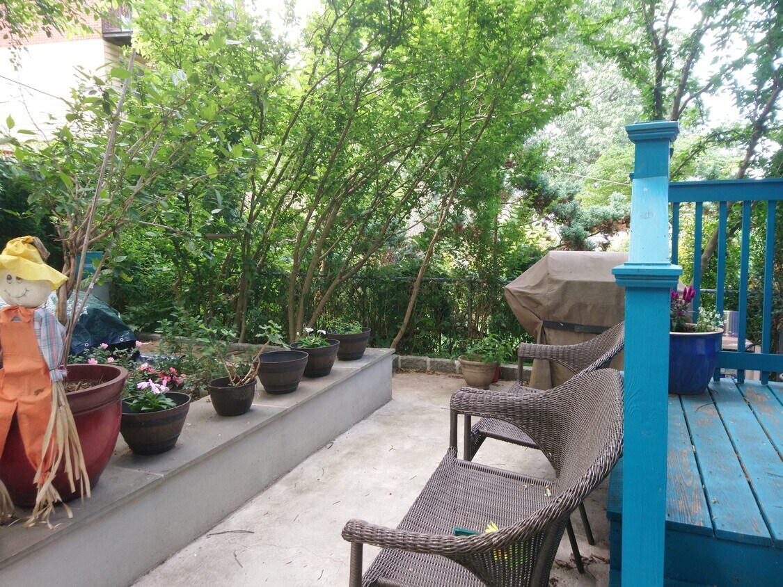 Lovely back yard. - 24 Jervis Rd