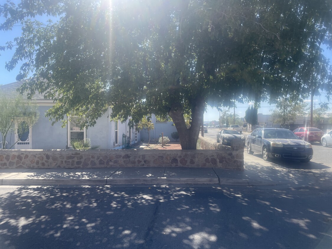 Largest Shade tree in neighborhood - 306 S San Pedro St