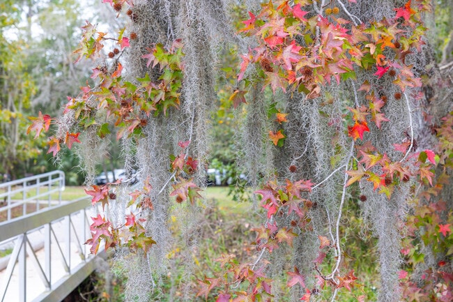 Spanish moss is plentiful in Mandarin.