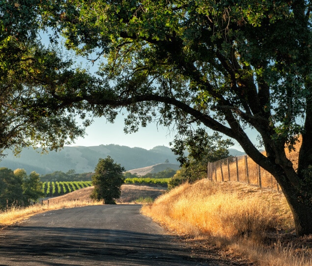 Road in Sonoma