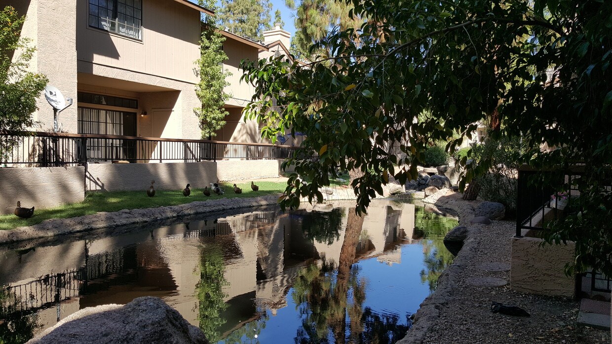 En el lago con peces koi y patos. - 6550 N 47th Ave