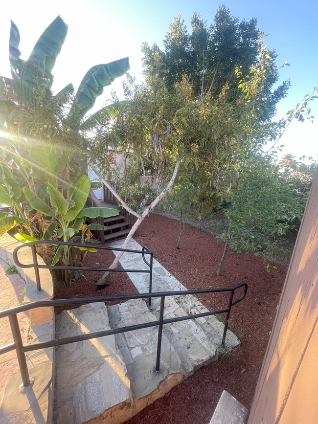 Fruit Trees - 3806 Linda Vista Dr