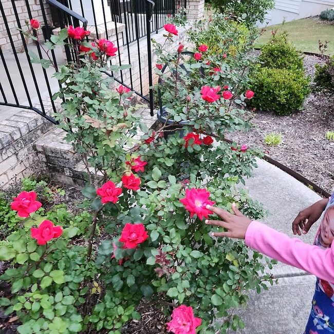 Chadsworth At Ashton Reserve Houses for Rent with a Swimming Pool