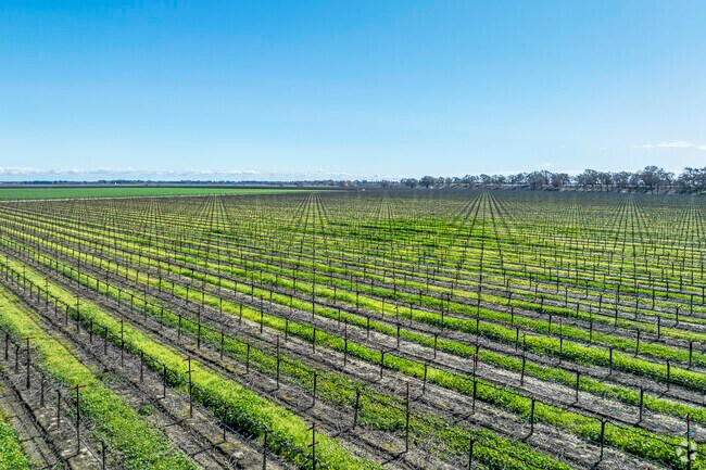 You will find many vineyards in West Sacramento.
