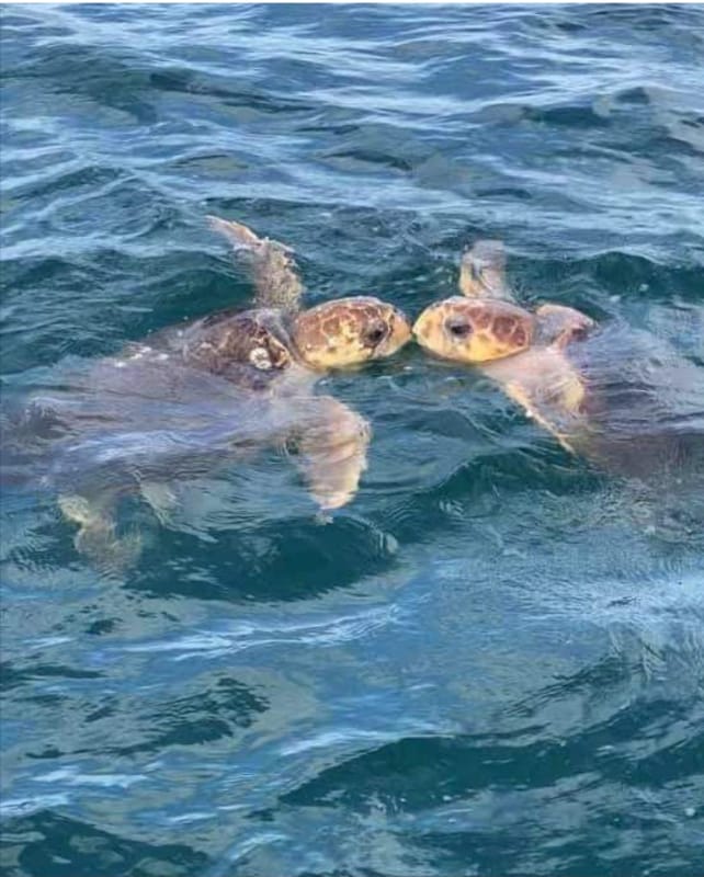 Foto principal - 4565 S Atlantic Ave