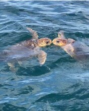 Building Photo - 4565 S Atlantic Ave