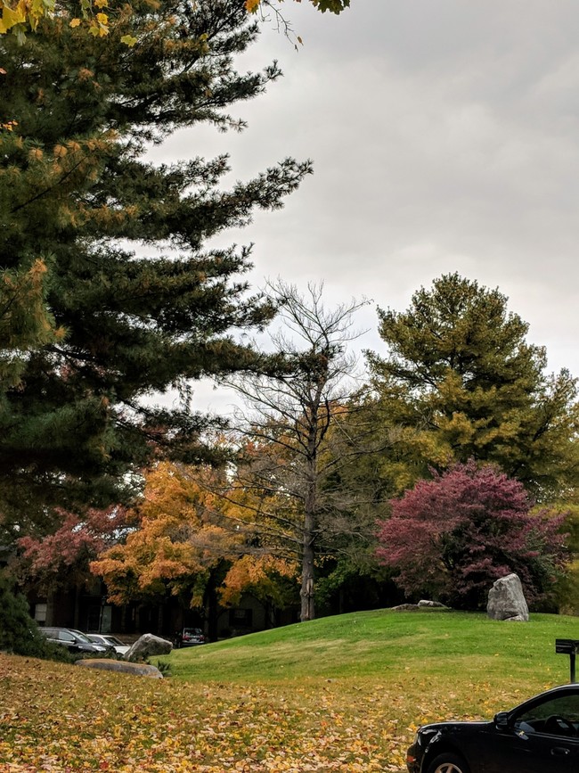 Paisaje - Goldelm at Cedar Bluff