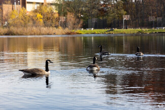 Visit the geese at Cass Park in Woonsocket.