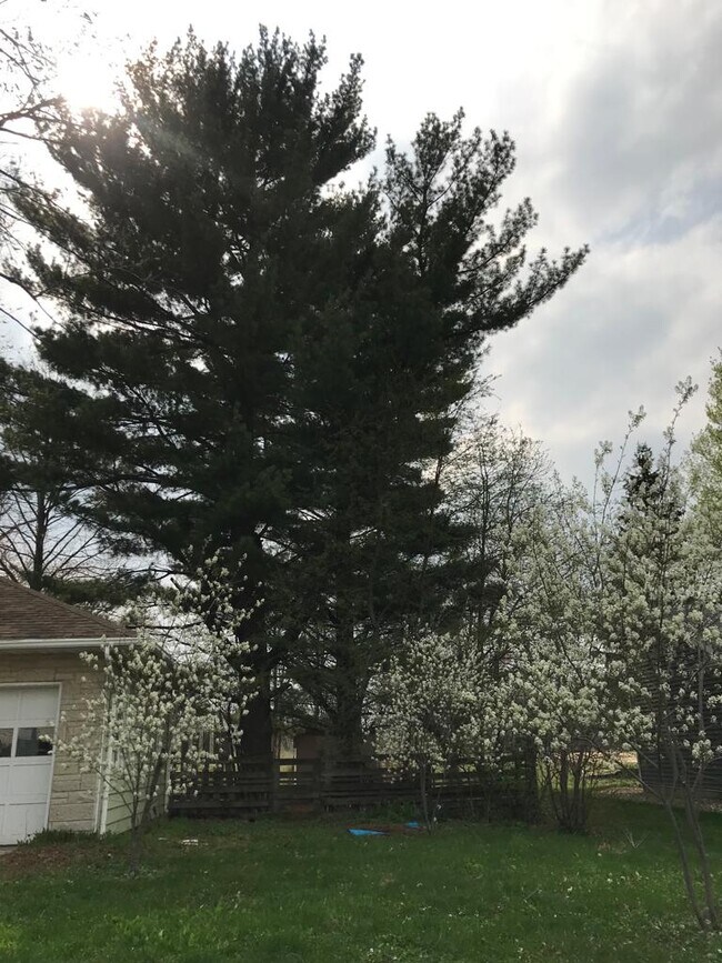 White pines and serviceberries - 325 N Rutland Ave