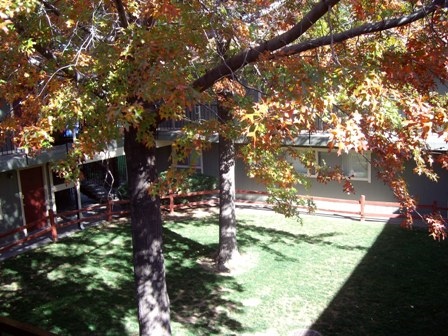 Center Courtyard - Grove Street Apartments