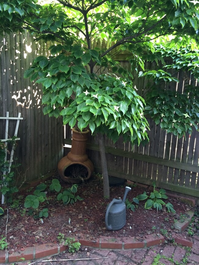 Back yard - 1818 S St NW