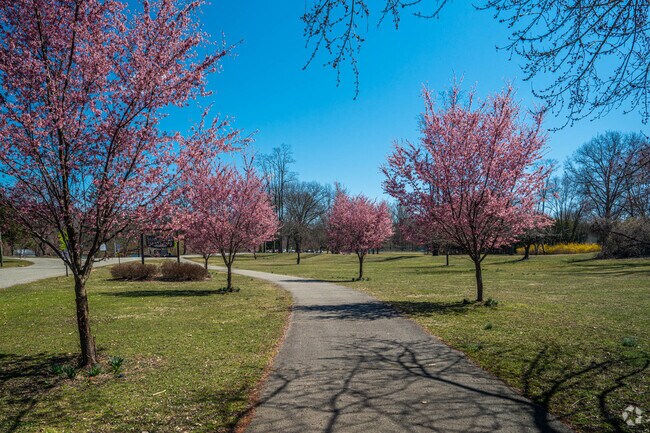 Cherry blossom trees line the path into Saddle River County Park in Glen Rock.