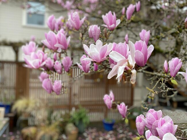 150-year old magnolia tree shades property - 1637 N 53rd St