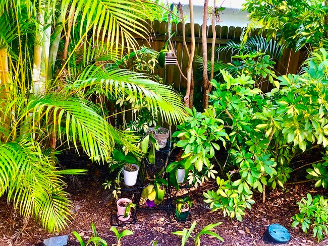 tropical garden - 4772 West Blvd