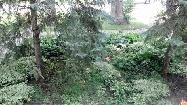 "front lawn" - 916 Broadway N