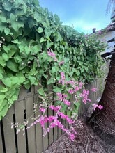 Building Photo - 1820 Avenue O 1/2 Building Photo - 1820 Avenue O 1/2