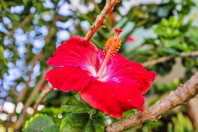 Foto del edificio - Charming 3BR Makawao Upstairs Home – Bright, Breezy & Move-In Ready