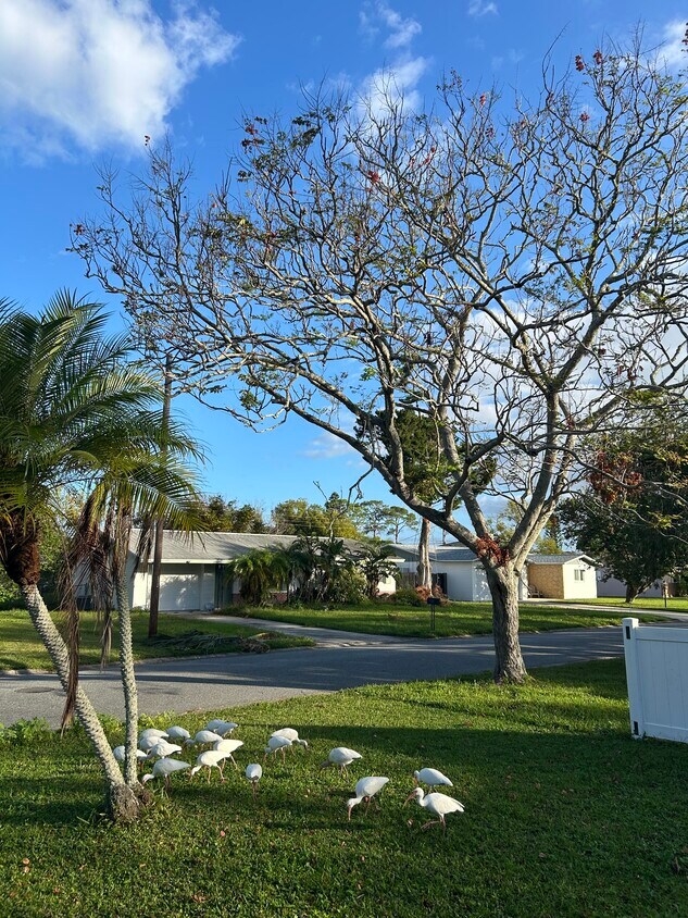 Foto principal - 553 Peacock Rd
