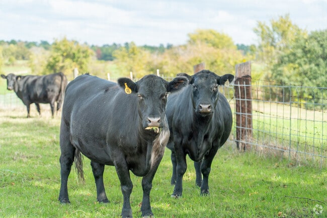 In Willis, agriculture is a cherished way of life.