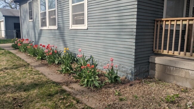 Tulips - 7765 Maywood St