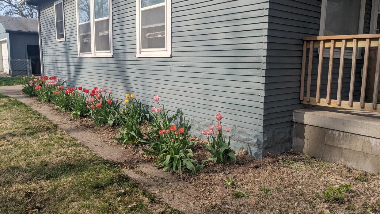tulipanes - 7765 Maywood St