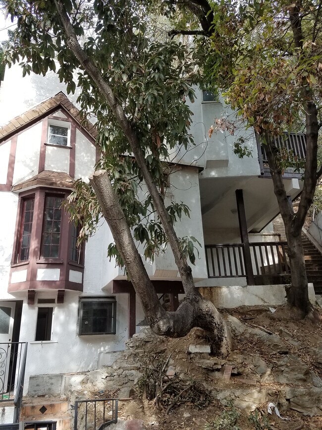 Nivel de los árboles del ala sur - 2140 Laurel Canyon Blvd