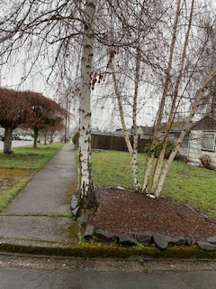 Very nice North Tacoma area - 4822 N 14th St